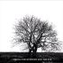Mr DAVID VINER – Among The Rumours And The Rye