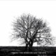Mr DAVID VINER – Among The Rumours And The Rye