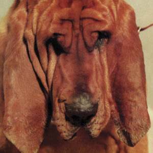 TY SEGALL – Goodbye Bread